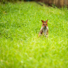 Red-legged Pademelon