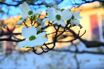White dogwood blooms, four petal flowers, spring signal, northern spring