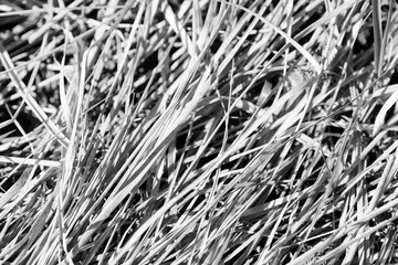 Dry grass close up. Natural background black and white
