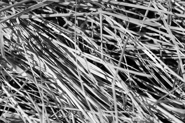 Dry grass close up. Natural background black and white