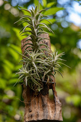 Air plant Tillandsia spp hanging on a piece of wood