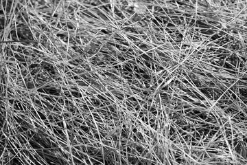 Close up view of dry grass in the forest. Natural background black and white