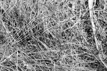 Close up view of dry grass in the forest. Natural background black and white