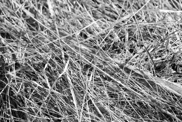 Close up view of dry grass in the forest. Natural background black and white