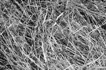 Close up view of dry grass in the forest. Natural background black and white