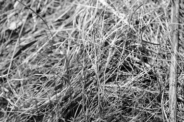 Close up view of dry grass in the forest. Natural background black and white