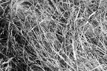 Close up view of dry grass in the forest. Natural background black and white