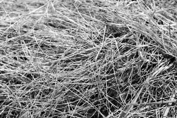 Close up view of dry grass in the forest. Natural background black and white