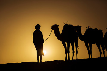 Silhouette of a camel caravan at sunrise in desert Sahara, Morocco