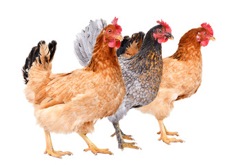Three chicken standing together, side view, isolated on white background
