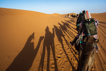Camels caravan in the dessert of Sahara with beautiful dunes in background. Morocco