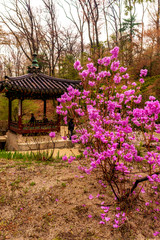 flowers in the garden, Seoul South Korea