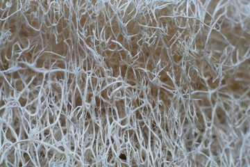 Close-up plant fiber,abstract macro fiber background