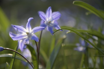Blaue Blumen close up mit Sonnenstrahlen im Hintergrund.