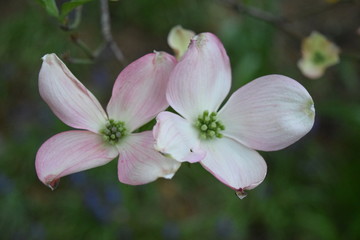 Pink dogwood blooms, four petal flowers, spring signal, northern spring