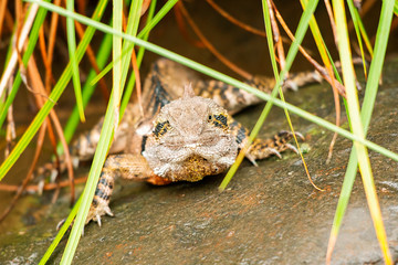 Eastern Water Dragon
