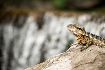 Eastern Water Dragon