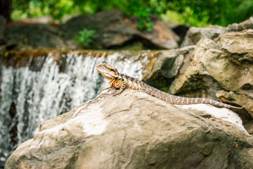 Eastern Water Dragon