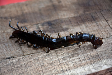 centipede
