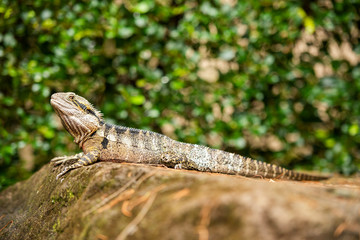 Eastern Water Dragon