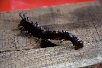 centipede