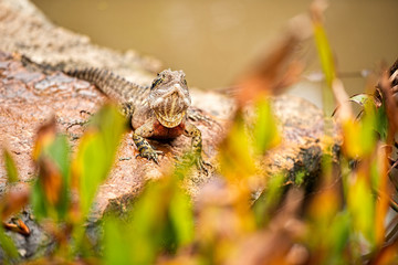 Eastern Water Dragon