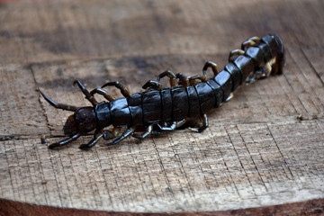 centipede