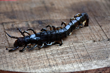 centipede