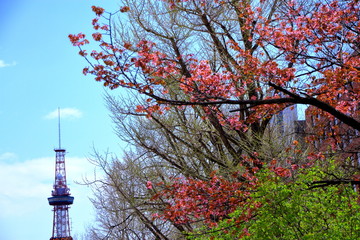 札幌テレビ塔と桜の風景