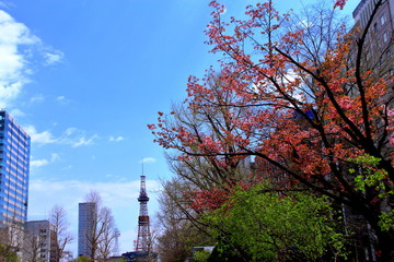 札幌テレビ塔と桜の風景