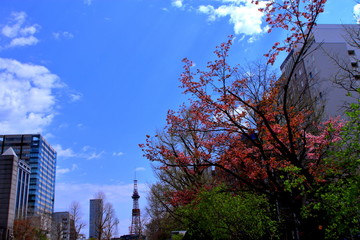 札幌テレビ塔と桜の風景
