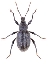 Otiorhynchus sulcatus is a genus of weevils in the family Curculionidae. Black vine weevil is a pest. Isolated weevil on white background.