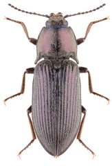 Click beetle Selatosomus gravidus isolated on white background. Dorsal view of click beetle.