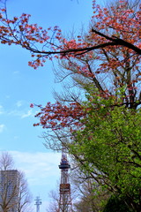 札幌テレビ塔と桜の風景