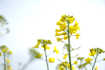 Flower of a rapeseed (Brassica napus)