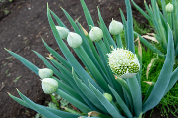 Obraz premium ネギ坊主