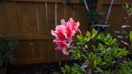 Fototapeta na wymiar Pink Azalea Flower
