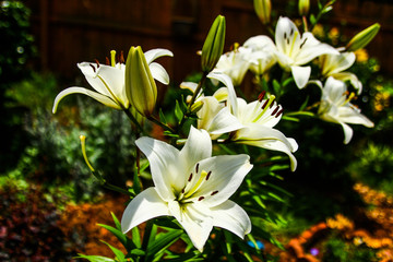 Fototapeta premium White Blanca Lily 