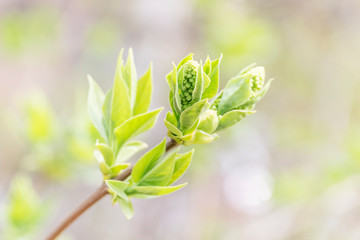 young leaves bloom in spring