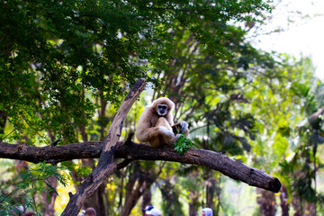 Obraz premium Gibbon portrait at Khao Khew Opened zoo, Chonburi, Thailand
