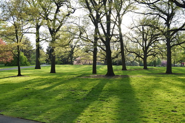 Fototapeta na wymiar Sun lights shine through trees, shadows on grass in the park