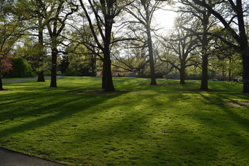 Sun lights shine through trees, shadows on grass in the park