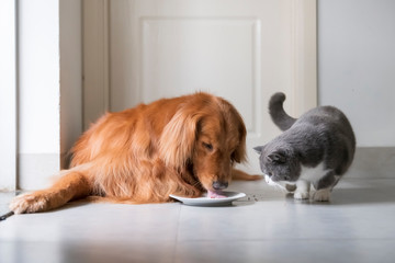 Golden Retriever eats with British Shorthair