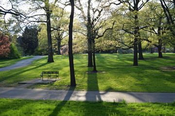 Sun lights shine through trees, shadows on grass in the park