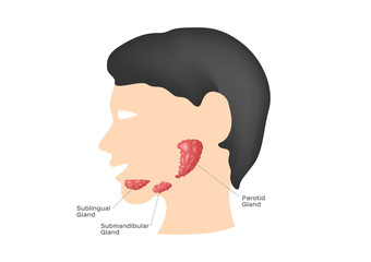 Salivary glands ( sublingual , submandibular and parotid gland ) - Vector