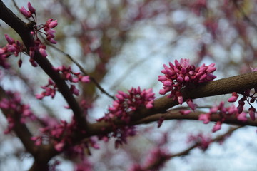 Tiny pink flowers on branches signal spring season