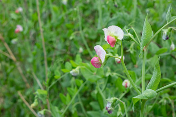 さやえんどうの花