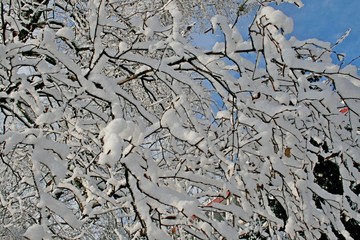 Snow on trees in winter