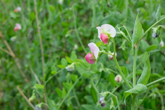 159 件の最適な きぬさやえんどう 画像 ストック写真 ベクター Adobe Stock