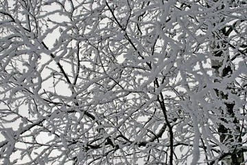 Snow on trees in winter